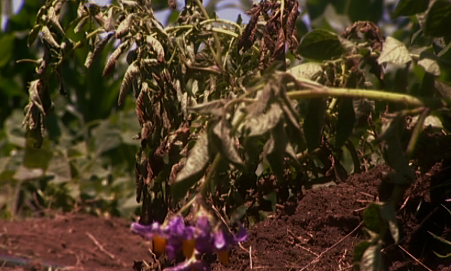 Bacterial wilt potatoes