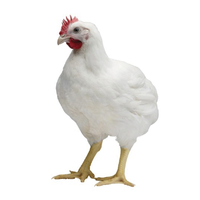 Broiler chicken