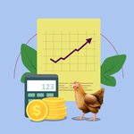 Business and Market Opportunities for chicken