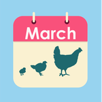 Chicken Calendar