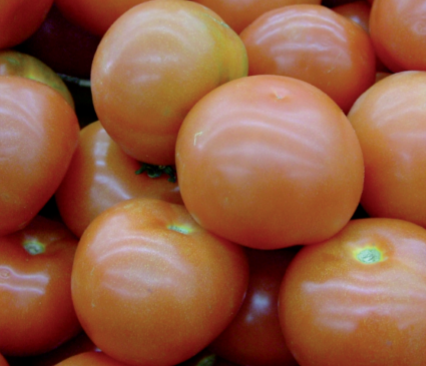 Harvesting tomatoes