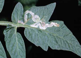 Leafminers