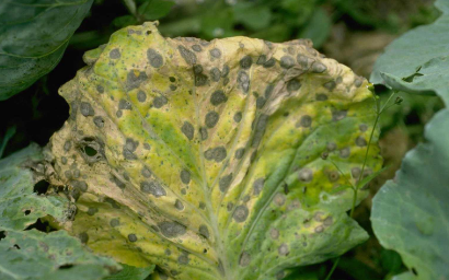 Leafspot cabbage