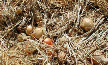 Onion harvest