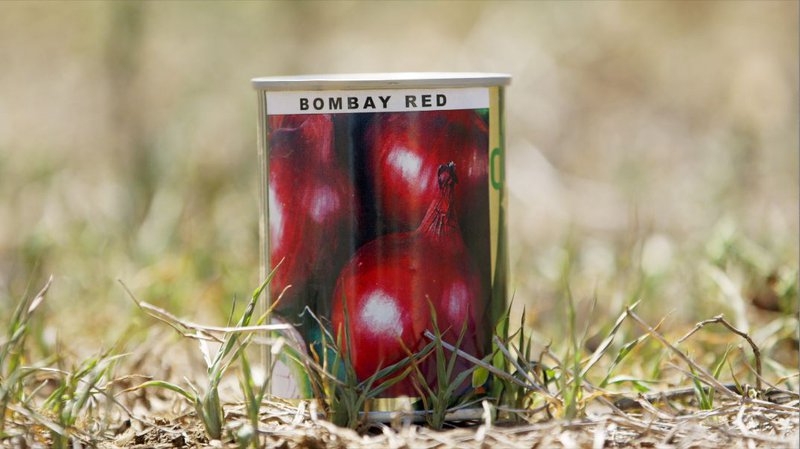 Onions Bombay Red