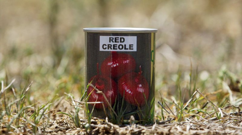 Onions Red Creole