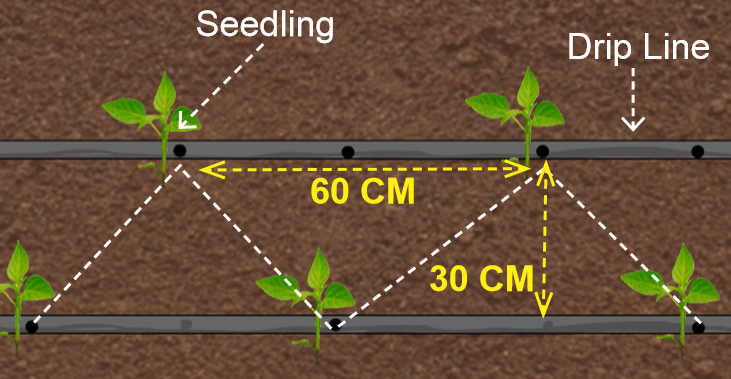 Planting tomato seedlings