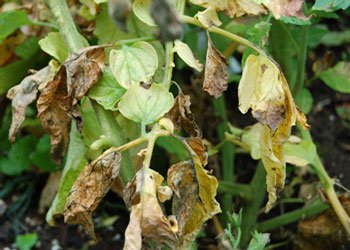 Potato blight