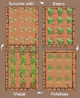 Kale crop rotation