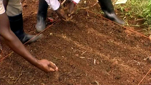 Sowing coriander