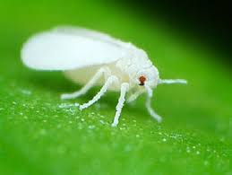 Spinach whiteflies