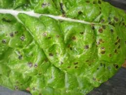 Leaf spots