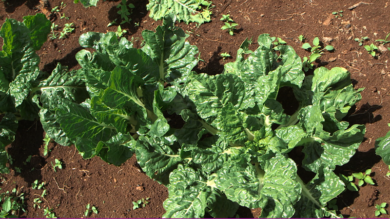 Spinach plant