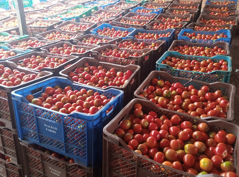 Tomato Harvest