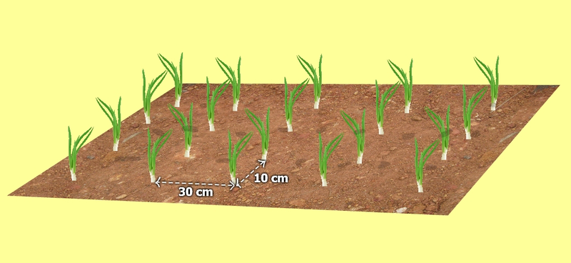 Transplanting onions 2