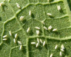 Whiteflies