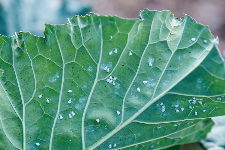 Whiteflies cabbage