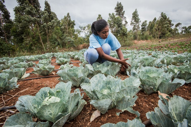 Harvesting cabbage