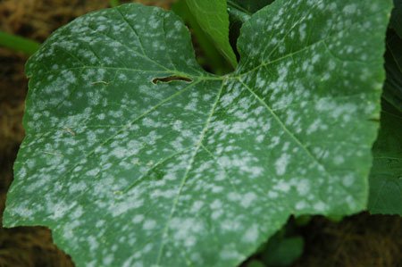 Powdery mildew