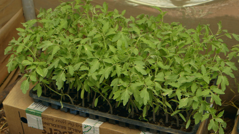 Tomato seedlings