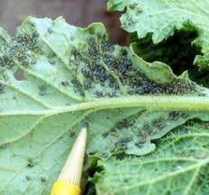 Spinach aphids