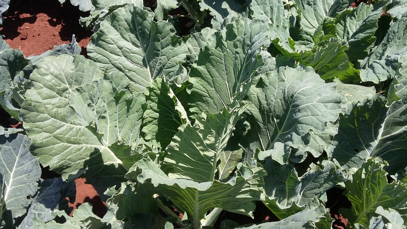 Thousand headed kale